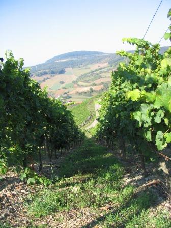 Weinberge im Walterthal web