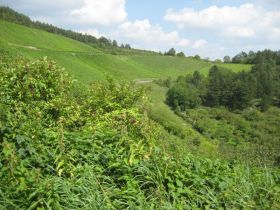 hammelburger_weinberge_001
