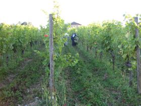 weinberge018